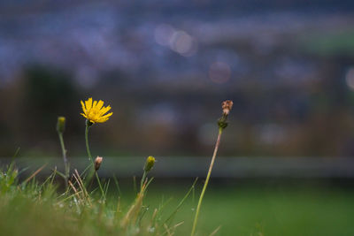 Close-up of yellow flowering plant on field