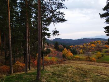 Scenic view of forest against sky during autumn