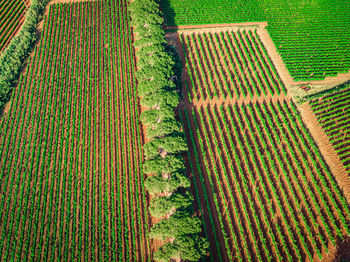 High angle view of agricultural field