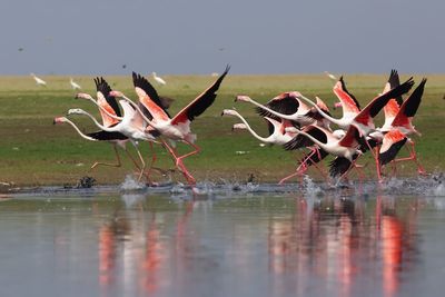 Birds flying over lake