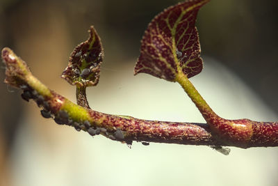 Close-up of flower buds growing outdoors