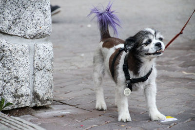 Dog looking away