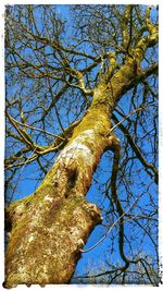 Low angle view of trees against sky