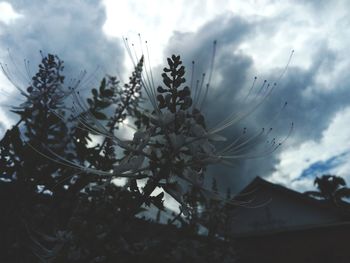 Low angle view of silhouette tree against sky