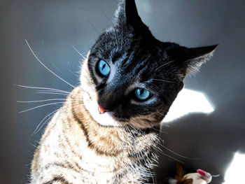 Close-up portrait of a cat