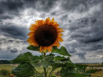 Close-up of sunflower against cloudy sky