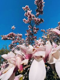 Close-up of pink cherry blossoms against sky
