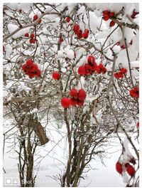 Close-up of red berries on tree