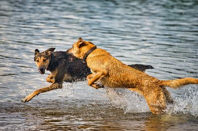 Two dogs on riverbank