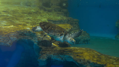 Close-up of turtle swimming in sea