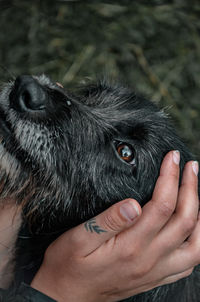 Close-up of hand holding dog outdoors