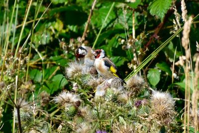 Close-up of birds