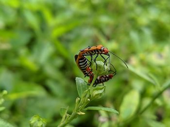 Close-up of butterfly on leaf