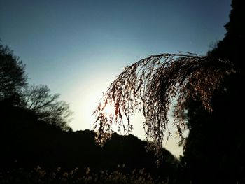 Low angle view of silhouette trees against clear sky