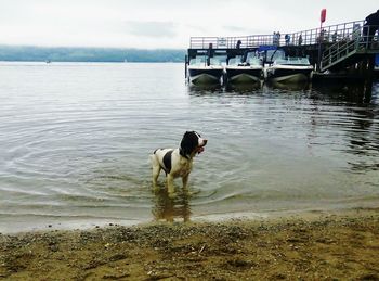 Dog standing on pier over sea