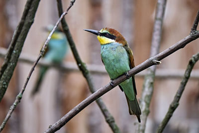 Close-up of bird perching on branch