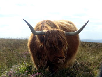 Close-up of cow on field against sky