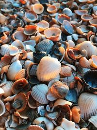 The seashells of the black sea