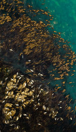 High angle view of fish swimming in sea
