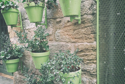 Potted plant in pot