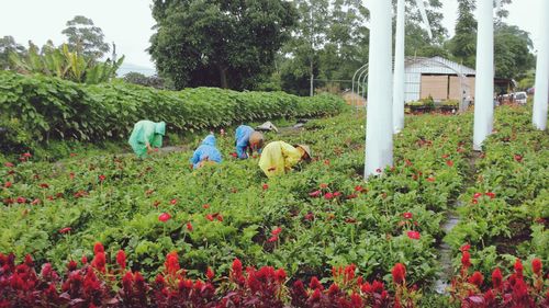 Rear view of man working with flowers in park