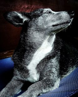 Close-up of dog sitting at home