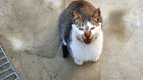 High angle portrait of cat by wall