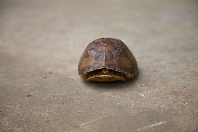 Close-up of a turtle on ground