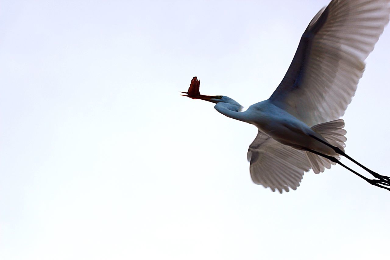 clear sky, low angle view, bird, flying, spread wings, mid-air, animal themes, copy space, animals in the wild, wildlife, one animal, full length, freedom, motion, day, perching, sky, outdoors, animal wing, one person