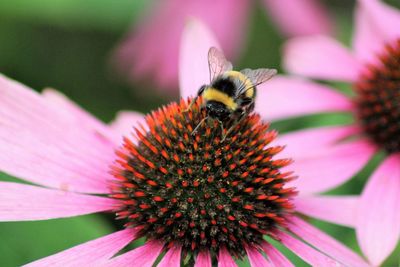 Close-up of honey bee on pink flower