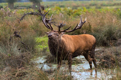 Deer in a forest