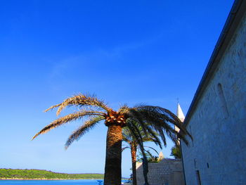 Low angle view of coconut palm tree against blue sky