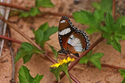 Close-up of butterfly pollinating flower