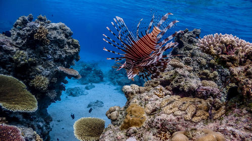 Fish swimming in sea