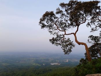 Tree on landscape against sky