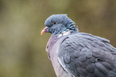 Close-up of pigeon perching