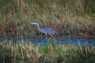 High angle view of gray heron in lake