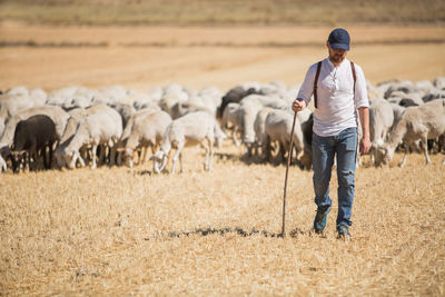 Herd of woolly sheep with tags and young shepherd grazing on dry grass of hilly terrain on sunny day