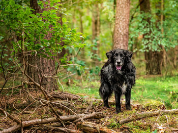 Portrait of black dog on land in forest