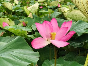 Close-up of pink lotus water lily