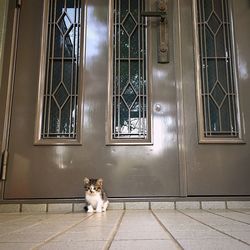 Portrait of cat on window