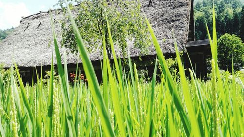 Close-up of grass growing in field