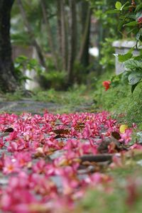 Close-up of pink flowers