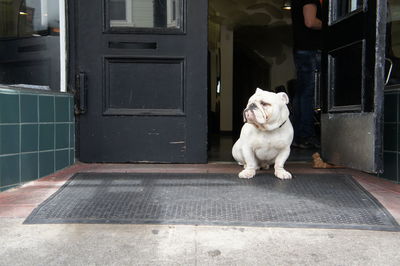 Dog sitting on door of building