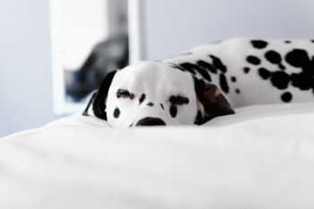 Dalmatian dog resting on bed at home