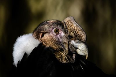 Close-up of a vulture 