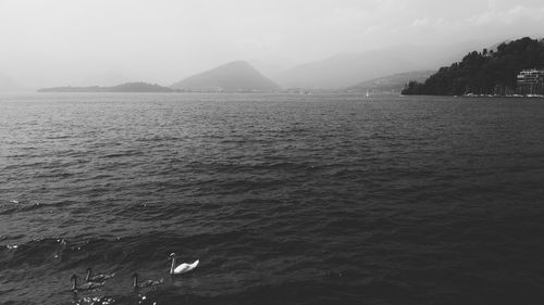 Swan swimming in sea against sky