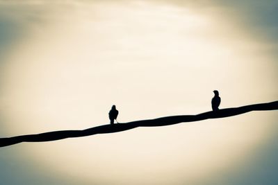 Silhouette of birds perching on a branch