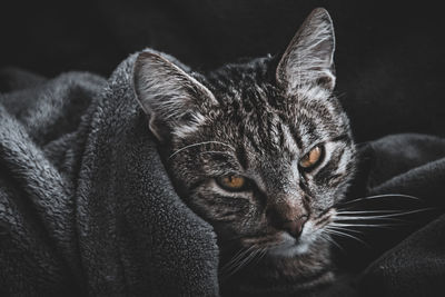 Close-up portrait of tabby cat