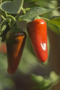 Close-up of tomatoes